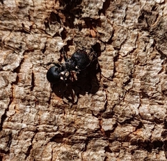 Cephalotes pusillus