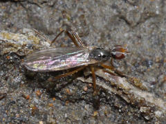 Calobatinae