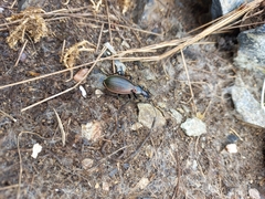 Carabus cychroides