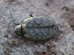 Opisthius richardsoni