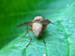 Helina impuncta