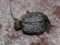 Opisthius richardsoni