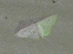 Scopula benitaria