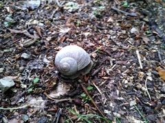Helix pomatia
