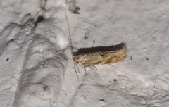 Bucculatrix bechsteinella