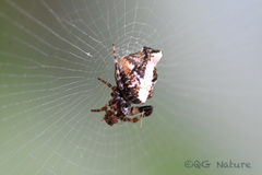 Cyclosa argenteoalba