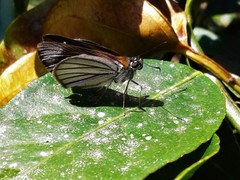 Paracarystus hypargyra