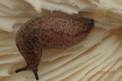 Pallifera fosteri