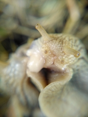 Helix pomatia