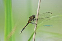 Orthetrum poecilops