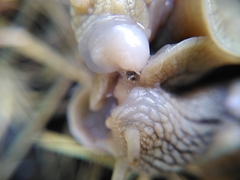 Helix pomatia