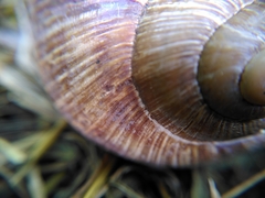Helix pomatia