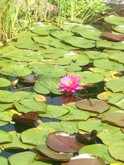 Nymphaea odorata odorata