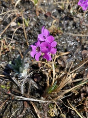 Primula pumila