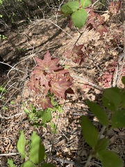 Acer pictum