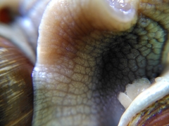 Helix pomatia