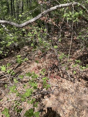 Acer pictum