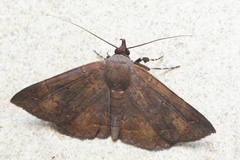 Mecodina