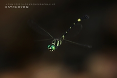 Lamelligomphus castor