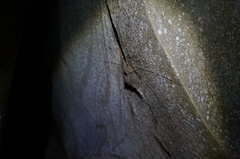 Liphistius batuensis