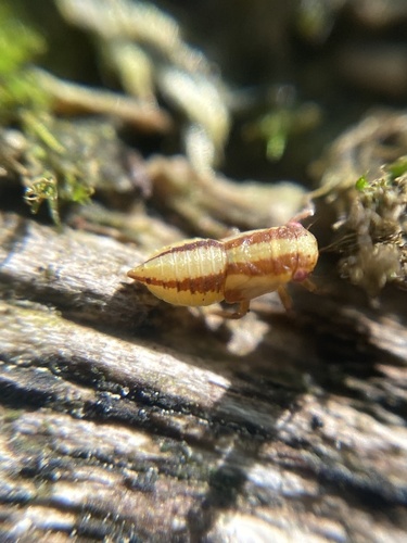 Leafhopper