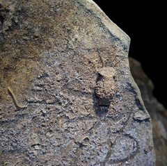 Liphistius batuensis