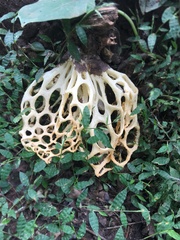Clathrus camerunensis