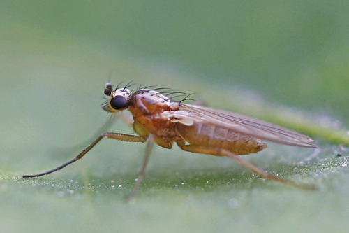 Small Grass Fly photo 6