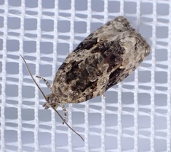 Apotomis lineana