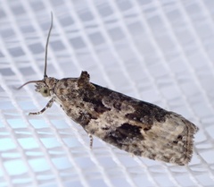 Apotomis lineana