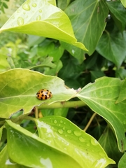 Harmonia axyridis
