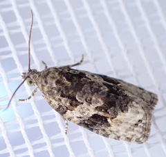 Apotomis lineana