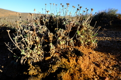 Monilaria moniliformis