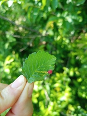 Tetraneura caerulescens