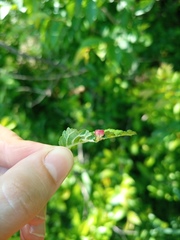 Tetraneura caerulescens