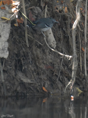 Hypocnemoides maculicauda