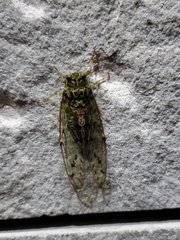 Tanna infuscata