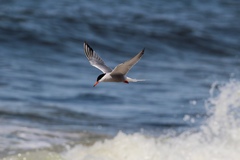 Sterna hirundo hirundo