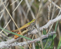 Chorthippus maritimus