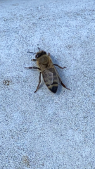 Apis mellifera