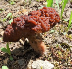 Gyromitra