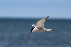 Sterna hirundo hirundo