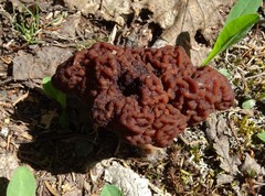 Gyromitra