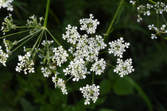 Anthriscus sylvestris