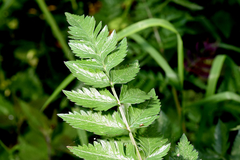 Anthriscus sylvestris