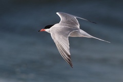 Sterna hirundo hirundo