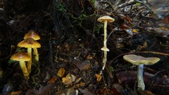 Thaxterogaster rhipiduranus