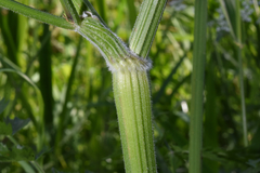 Anthriscus sylvestris
