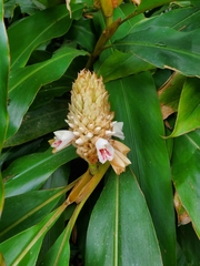 Alpinia sessiliflora