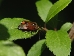 Deraeocoris olivaceus